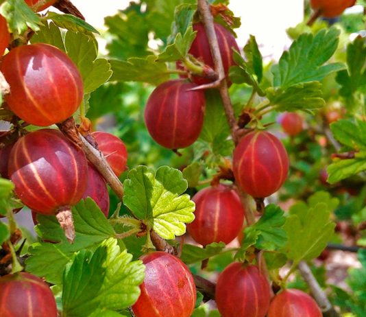 Чем подкормить крыжовник — инструкция на весь сезон.