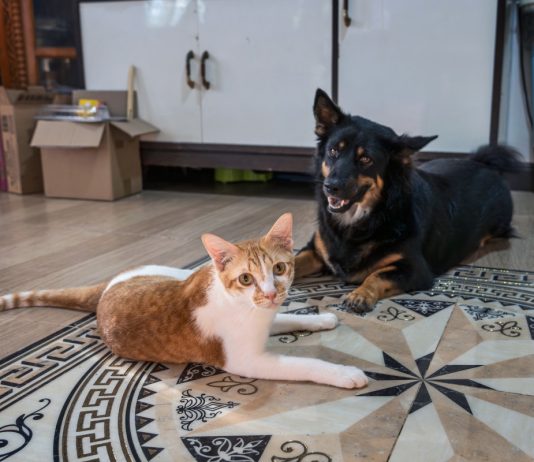 Что делать, если питомцы не уживаются друг с другом? - Животные Что делать, если питомцы не уживаются друг с другом?