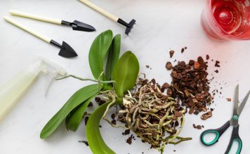 12 шагов к идеальному фаленопсису: самое полное руководство