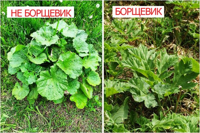 Совет: сделайте фото молодой розетки борщевика и держите его под рукой. Это поможет не спутать сорняк с другими растениями. Совет: сделайте фото молодой розетки борщевика и держите его под рукой. Это поможет не спутать сорняк с другими растениями.