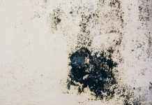Как избавиться от плесени в доме и не дать ей вернуться даже через год.