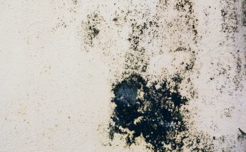 Как избавиться от плесени в доме и не дать ей вернуться даже через год.