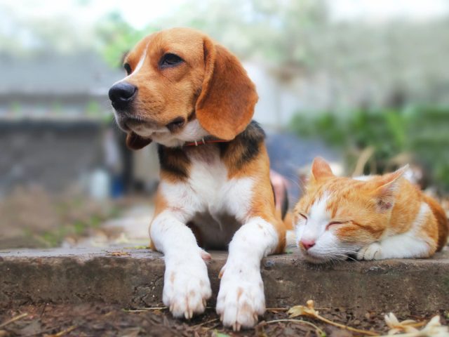Одна из первостепенных целей, которые преследует Минсельхоз, - это постановка на учёт всех домашних и сельскохозяйственных животных.