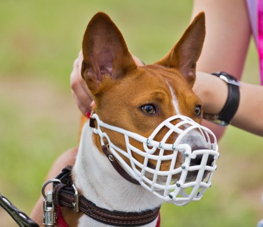 Как подобрать намордник для собаки: важные особенности и опасности - Животные Как подобрать намордник для собаки: важные особенности и опасности.