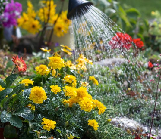 Как спасти цветник в жару — 9 способов сохранить влагу в почве - Цветы многолетние Как спасти цветник в жару — 9 способов сохранить влагу в почве.