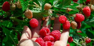 Какую малину посадить? 10 лучших традиционных сортов