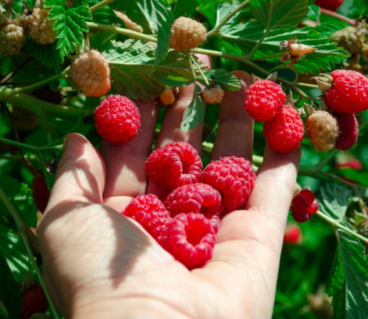 Какую малину посадить? 10 лучших традиционных сортов