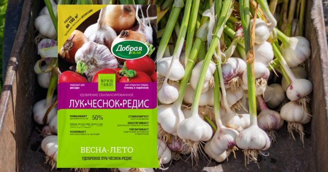 Например, внесение под перекопку почвы или подкормка после появления всходов удобрением Лук-Чеснок-Редис Добрая сила помогает ускорить получение товарных головок на две недели. Например, внесение под перекопку почвы или подкормка после появления всходов удобрением Лук-Чеснок-Редис Добрая сила помогает ускорить получение товарных головок на две недели.