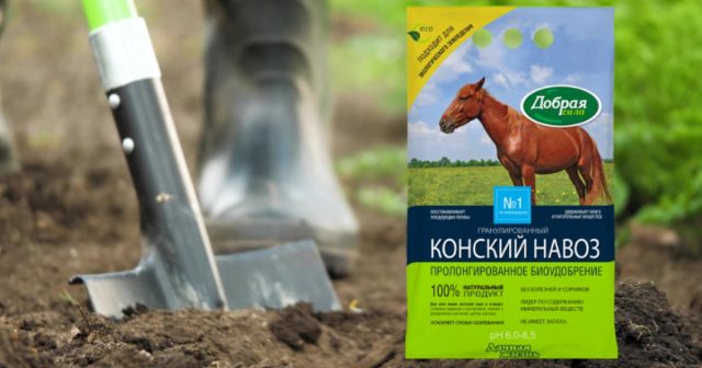 После уборки чеснока подготовьте гряды к новым посадкам – перекопайте, внесите Конский навоз Добрая сила (он восстановит плодородие почвы). После уборки чеснока подготовьте гряды к новым посадкам – перекопайте, внесите Конский навоз Добрая сила (он восстановит плодородие почвы).