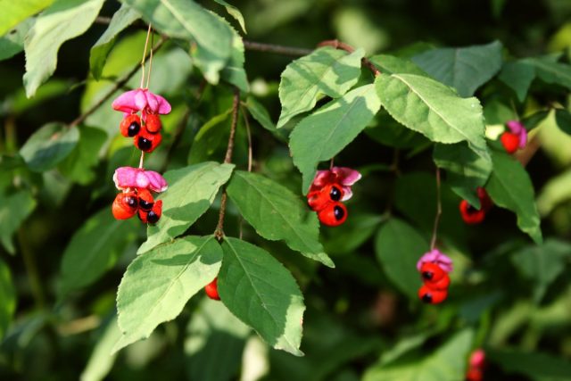 Наиболее обильно плодоносит бересклет европейский (euonymus europaeus). Наиболее обильно плодоносит бересклет европейский (euonymus europaeus).
