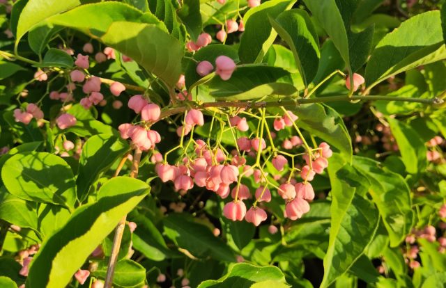 Бересклет бородавчатый (euonymus verrucosus) – кустарник высотой и диаметром 1,5-2 м с ярко-зелеными бородавчатыми побегами, розовыми с красными присеменниками плодами и розовой осенней окраской. Бересклет бородавчатый (euonymus verrucosus) – кустарник высотой и диаметром 1,5-2 м с ярко-зелеными бородавчатыми побегами, розовыми с красными присеменниками плодами и розовой осенней окраской.