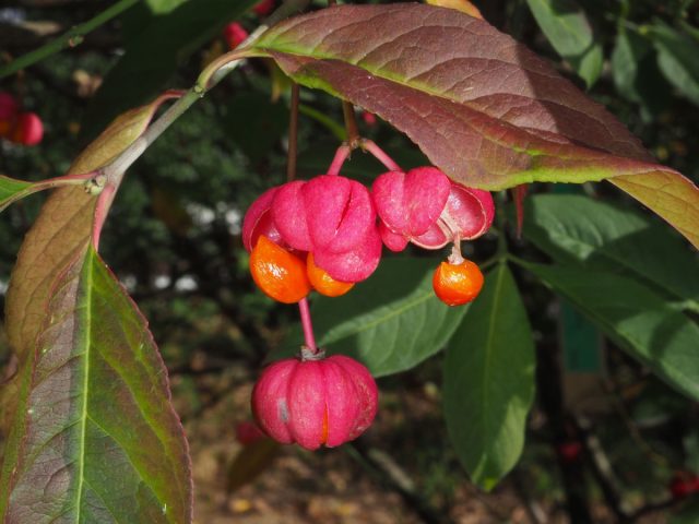 Бересклет Маака (euonymus maackii) отличается яркими карминными плодами и красной осенней окраской. Бересклет Маака (euonymus maackii) отличается яркими карминными плодами и красной осенней окраской.