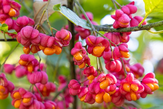 Плоды у бересклета сахалинского (euonymus sachalinensis) крупные и очень многочисленные, насыщенно-розового цвета. Плоды у бересклета сахалинского (euonymus sachalinensis) крупные и очень многочисленные, насыщенно-розового цвета.