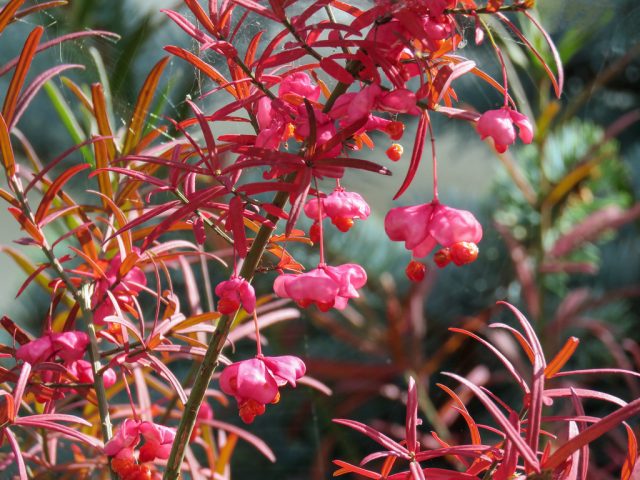 Бересклет карликовый (euonymus nanus) – стелющийся бересклет высотой до 1 м с розовыми коробочками и оранжевыми присемянниками. Бересклет карликовый (euonymus nanus) – стелющийся бересклет высотой до 1 м с розовыми коробочками и оранжевыми присемянниками.