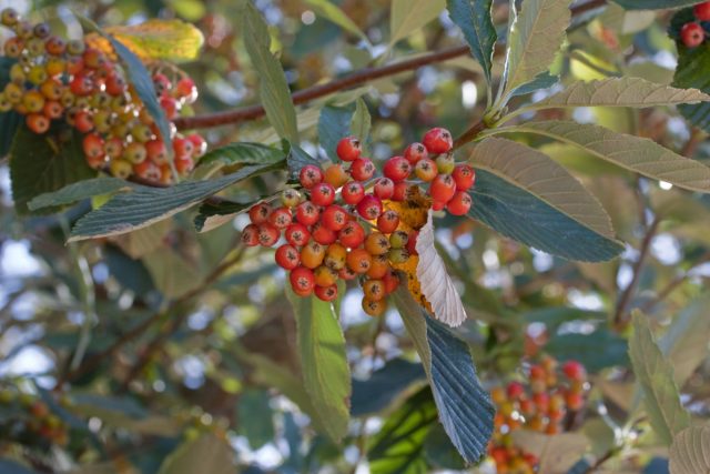 Плоды рябины ария (sorbus aria) крупные, оранжево-красные, достаточно сладкие.