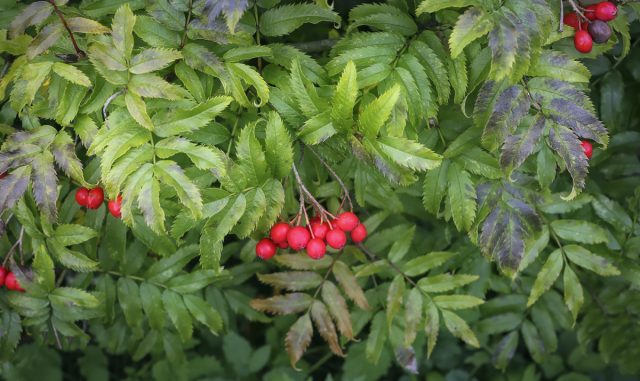Рябина бузинолистная (sorbus sambucifolia) может расти даже на самых сухих и каменистых почвах.