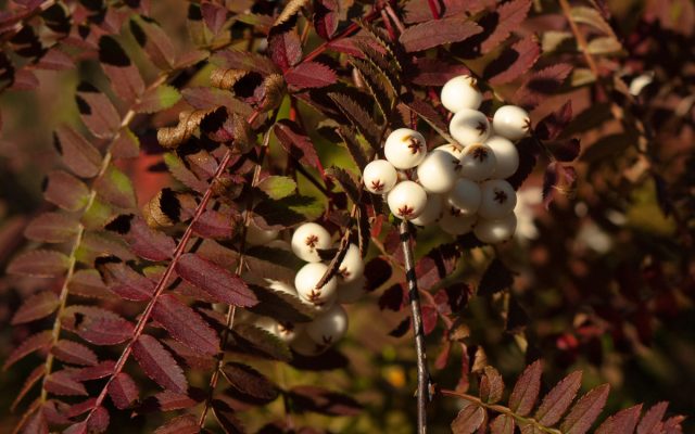 Рябина Кене (sorbus koehneana/frutescens) отличается очень ажурными сложными листьями, которые осенью становятся красно-оранжевыми. Но главная «фишка» - мелкие белые плоды.