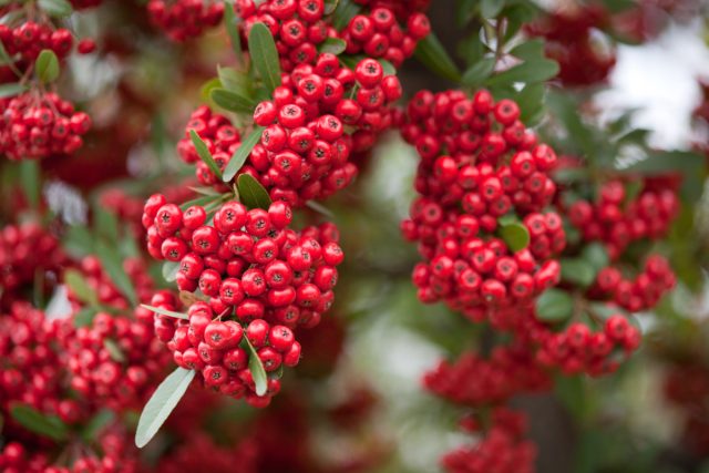 Цветет пираканта (pyracantha) в первой половине лета белыми щитковидными соцветиями, к концу лета – в начале осени образуются грозди желтых, оранжевых или красных плодов. Цветет пираканта (pyracantha) в первой половине лета белыми щитковидными соцветиями, к концу лета – в начале осени образуются грозди желтых, оранжевых или красных плодов.