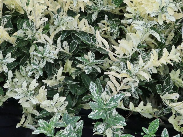 Бересклет Форчуна (euonymus fortunei) – вечнозеленый стелющийся карликовый вид с не самыми заметными плодами, зато впечатляющим разнообразием эффектных вариегатных окрасок. Бересклет Форчуна (euonymus fortunei) – вечнозеленый стелющийся карликовый вид с не самыми заметными плодами, зато впечатляющим разнообразием эффектных вариегатных окрасок.