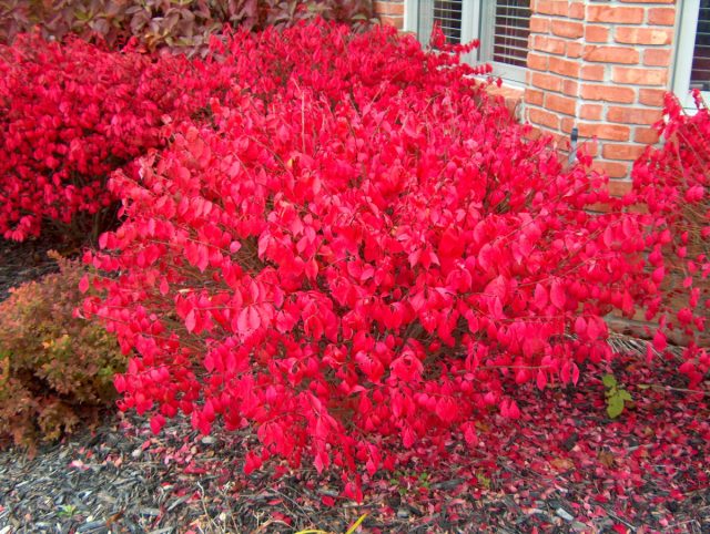 Бересклет крылатый (euonymus alatus) – кустарник с самой яркой розовой осенней окраской и фиолетово-красными, менее эффектными, чем у других видов, плодами. Бересклет крылатый (euonymus alatus) – кустарник с самой яркой розовой осенней окраской и фиолетово-красными, менее эффектными, чем у других видов, плодами.