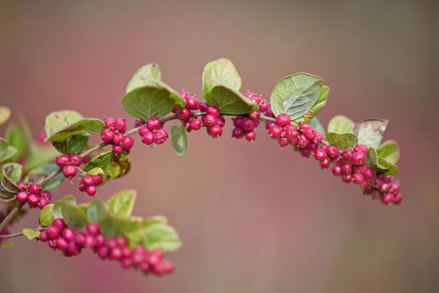 Снежноягодник округлый, или кораллоягодник (symphoricarpos orbiculatus Moench) – высотой до 2-3 м с пурпурными плодами и яркой красной осенней окраской. Снежноягодник округлый, или кораллоягодник (symphoricarpos orbiculatus Moench) – высотой до 2-3 м с пурпурными плодами и яркой красной осенней окраской.