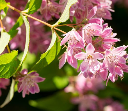 Новинки в мире цветов: победители 2025 года выставки в Челси.