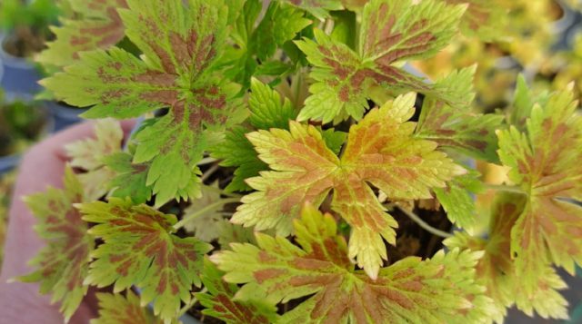 Герань «Голд Наггет» (Geranium x oxonianum GOLD NUGGET ('Hillger') - компактная герань с уникальной ярко-золотистой листвой с красными отметинами. Герань «Голд Наггет» (Geranium x oxonianum GOLD NUGGET ('Hillger') - компактная герань с уникальной ярко-золотистой листвой с красными отметинами.