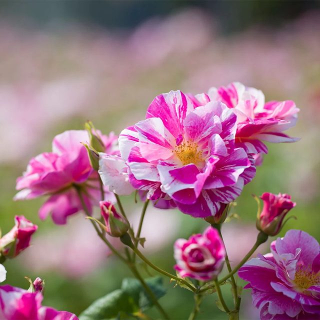 Компания «David Austin Roses» выпустила особенную розу в память о британском короле Карле III - "Кингс Роуз" ('King's Rose'). Компания «David Austin Roses» выпустила особенную розу в память о британском короле Карле III - "Кингс Роуз" ('King's Rose').