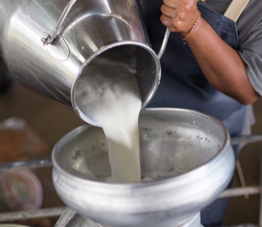 Откуда у коров столько молока? Тайна молочных ферм.