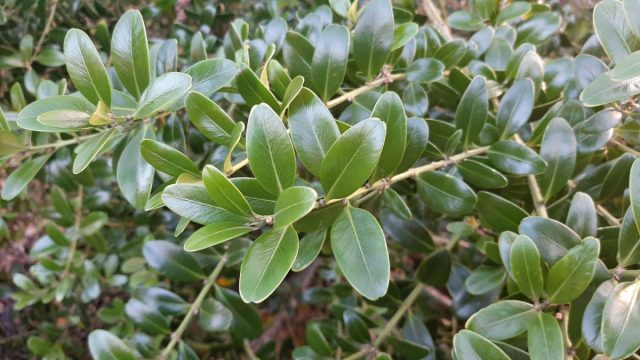 По сравнению с другими видами, самшит балеарский (Buxus balearica) быстрее растёт, поэтому великолепно подходит для создания топиарных фигур.