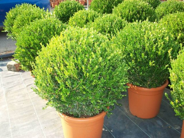 У самшита мелколистного (Buxus microphylla) плотная крона, листочки округлые или эллиптические, мелкие (0,5-2,5 см).