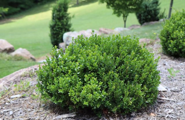 "Компакта" (Buxus microphylla 'Compacta') – один из лучших сортов мелколистного самшита для квартиры.