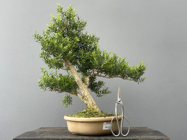 У самшита Гарланда (Buxus harlandii) светло-бежевый ствол, испещренный глубокими, вертикальными бороздами.