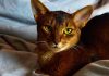 Планируете кошку? 10 своенравных пород с которыми вам будет сложно