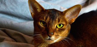Планируете кошку? 10 своенравных пород с которыми вам будет сложно