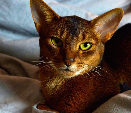 Планируете кошку? 10 своенравных пород с которыми вам будет сложно - Животные Планируете кошку? 10 своенравных пород с которыми вам будет сложно