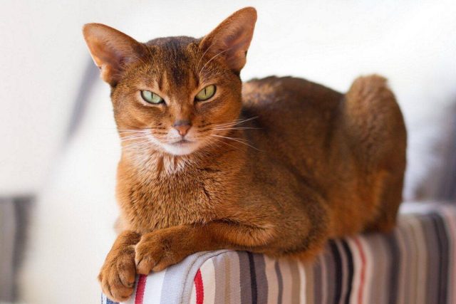 Абиссинские котики - прекрасные мышеловы. Они очень активны, игривы и весьма ласковы. Хотя порода в целом дружелюбна, она может легко обижаться и мстить своему обидчику. Абиссинские котики - прекрасные мышеловы. Они очень активны, игривы и весьма ласковы. Хотя порода в целом дружелюбна, она может легко обижаться и мстить своему обидчику.