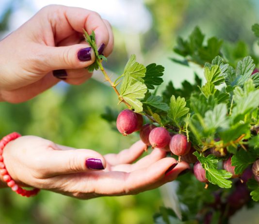 Секрет крупных ягод крыжовника — как добиться обильного урожая?