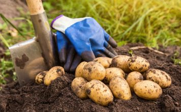 Тест: Умеете ли вы выращивать картошку или только кажется?