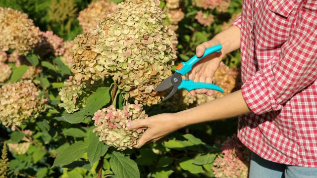 Удаление отцветших головок стимулирует развитие боковых побегов и образование новых соцветий. Удаление отцветших головок стимулирует развитие боковых побегов и образование новых соцветий.