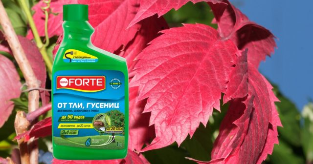 Поэтому лучше избавиться от маточного поголовья перед зимовкой обработкой средством от тли, гусениц и других насекомых Bona Forte. Поэтому лучше избавиться от маточного поголовья перед зимовкой обработкой средством от тли, гусениц и других насекомых Bona Forte.