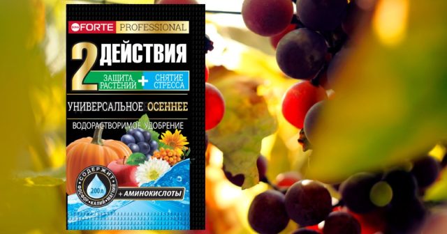 Удобрение Универсальное осеннее с аминокислотами Bona Forte эффективнее питает лозу, чем традиционные «тяжёлые» минеральные соединения или, тем более, сухая органика. Удобрение Универсальное осеннее с аминокислотами Bona Forte эффективнее питает лозу, чем традиционные «тяжёлые» минеральные соединения или, тем более, сухая органика.