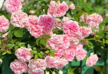 6 правил ухода за розами, которые продлят цветение.
