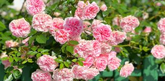 6 правил ухода за розами, которые продлят цветение.