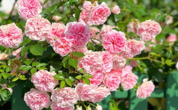 6 правил ухода за розами, которые продлят цветение.