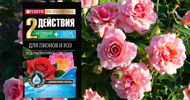 Мы рекомендуем для летнего периода комплексное водорастворимое удобрение Для пионов и роз с аминокислотами Bona Forte. Мы рекомендуем для летнего периода комплексное водорастворимое удобрение Для пионов и роз с аминокислотами Bona Forte.