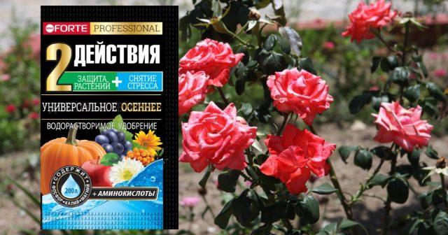 Важный этап осеннего ухода - подкормка 2-3 раза с середины августа и до конца сентября удобрением Универсальное осеннее Bona Forte с аминокислотами (10 г на 10 л воды). Важный этап осеннего ухода - подкормка 2-3 раза с середины августа и до конца сентября удобрением Универсальное осеннее Bona Forte с аминокислотами (10 г на 10 л воды).