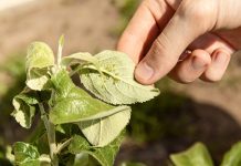 8 органических методов борьбы с вредителями, которые точно работают