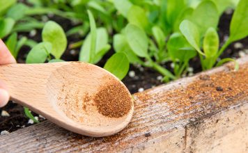 Что лучше в борьбе с муравьями: народные методы против химических инсектицидов.