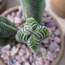 Крассула «Храм Будды» (Crassula 'Buddha's Temple') полностью оправдывает своё название: её стройные «башенки» действительно напоминают миниатюрные буддийские ступы.